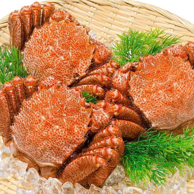 送料無料 毛ガニ 毛蟹 浜茹で毛がに姿 400g前後&times;3尾 ボイル 冷凍 北海道産 最高級 堅蟹 身もカニ味噌もぎっしり 豊洲の正規品堅ガニ かに カニ 蟹 カニ鍋 かに味噌 豊洲市場 おせち 単品おせち ギフト｜豊洲まぐろ問屋