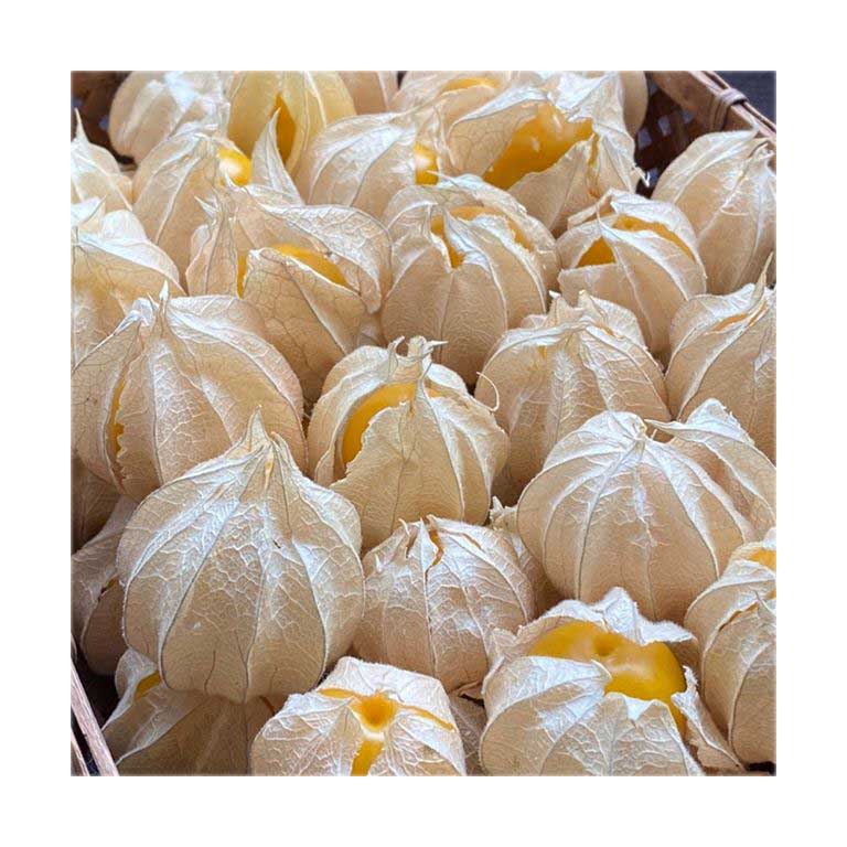 楽天市場 ゴールデンベリー 50ｇ 5 9粒 8パック 食用ほうずき ほうずき 黄色ほうずき ゴールデン たべれるほうずき ホウズキ 黄色 ほおずき ホオズキ 食用ほおずき 戸塚商店 楽天市場店