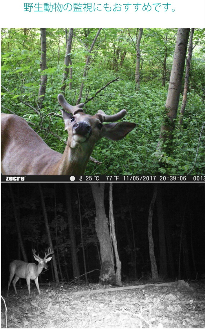 楽天市場 防犯カメラ ワイヤレス 屋外 トレイルカメラ 動物観察 暗視カメラ 監視カメラ 1080p ナイトビジョン 森設置 電池式 人気 ラストホビー