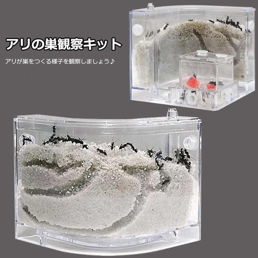 楽天市場】解説書付き アリさんまるごと観察セット 1セット入 / 観察