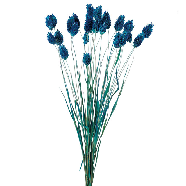 楽天市場 ドライ 大地農園 ポアプランツ クラシックブルー 15g 42 0 630 Trancess