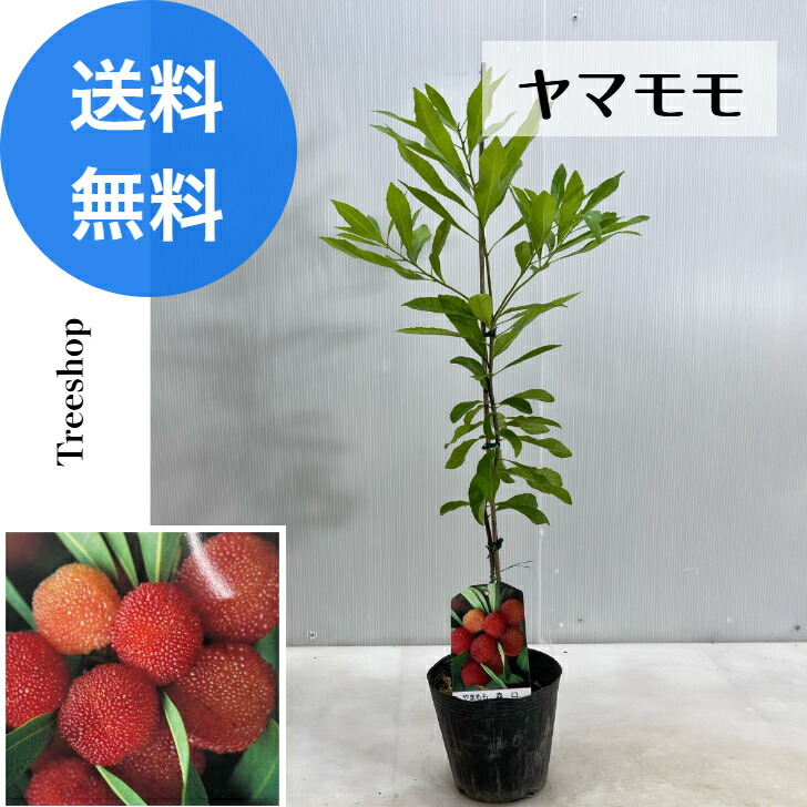 楽天市場】山桃 秀峰 ヤマモモ 苗木 雌木 : 園芸百貨店何でも揃うこ