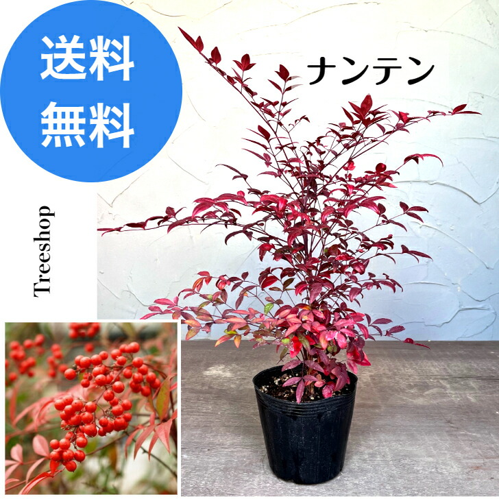 ❌南天の葉っぱ 30本～40本 楽天市場】笹葉南天（ササバナンテン）苗木 樹高約40cm : 千草園芸