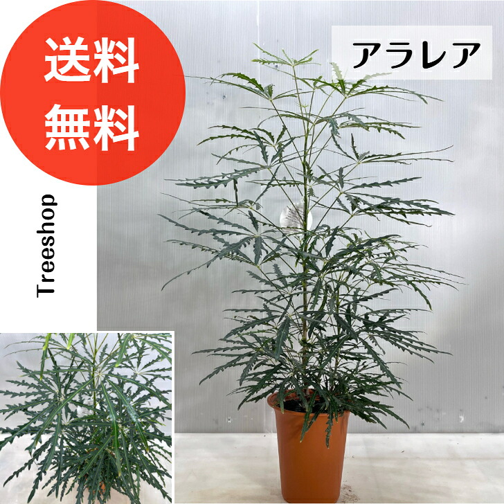 【楽天市場】【観葉植物】アラレア【送料無料】ディジゴセカ グリーンエレガンス アラレア 18cmプラ鉢 高さ0.8m 幅0.5m 観葉植物 ...