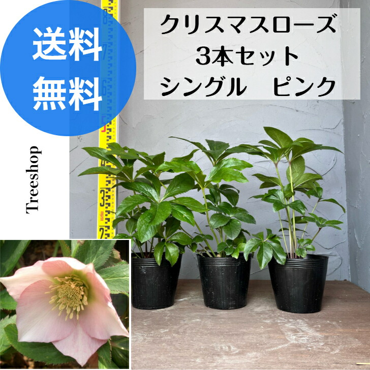 楽天市場】【クリスマスローズ属】一重咲き 3株セット7.5cm