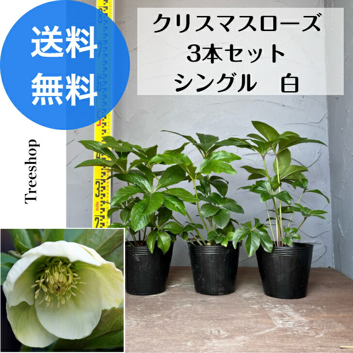 楽天市場】クリスマスローズ 利休系グリーンリップ シングル