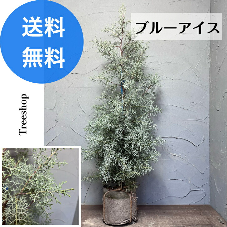 楽天市場】コニファー 苗 【ブルーアイス （直立性）】 約1.1m ポット