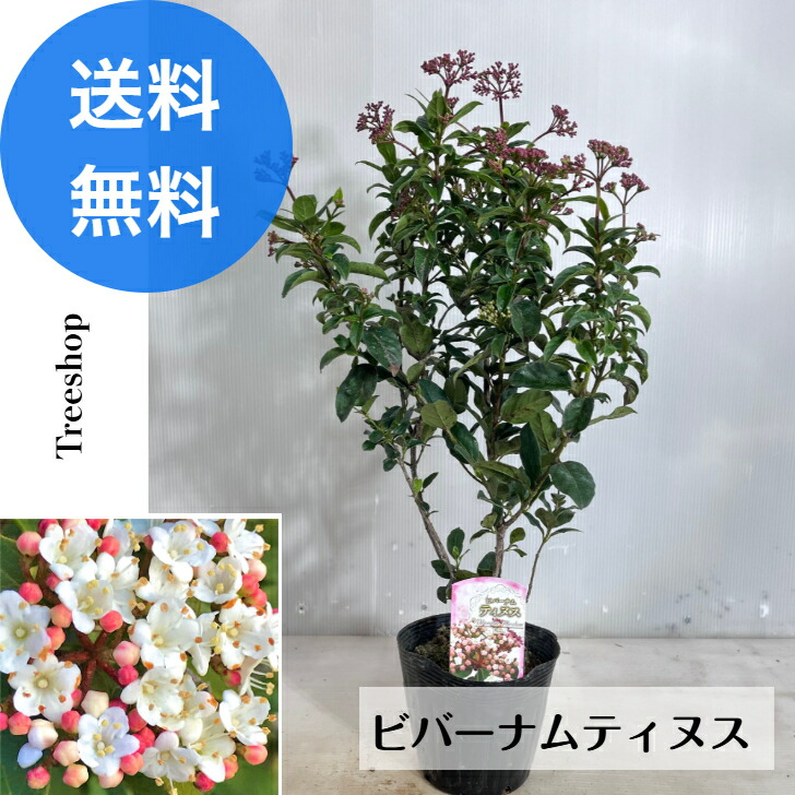 楽天市場】ビバーナム レイファーズドワーフ 苗木 常緑低木 ガマズミ