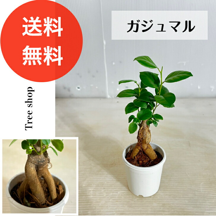 楽天市場】【送料込】S字ガジュマル 7寸鉢【インテリア観葉植物】人気