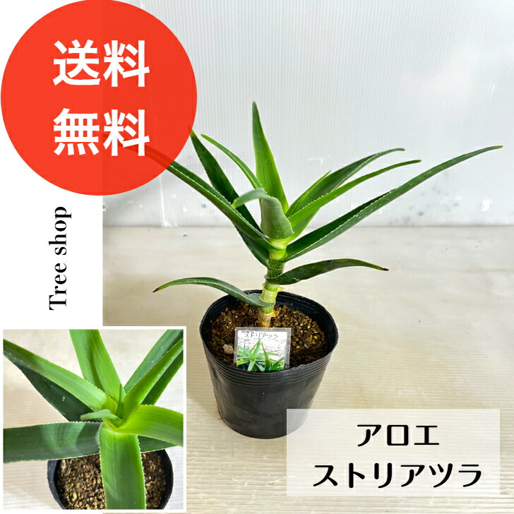 楽天市場】アロエ ストリアツラ 4号サイズ 苗 観葉植物 多肉植物