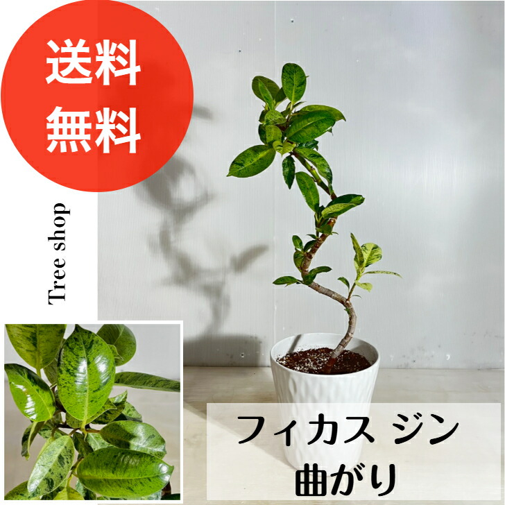楽天市場】フィカス・エラスティカ・ジン 7号 観葉植物 鉢植え