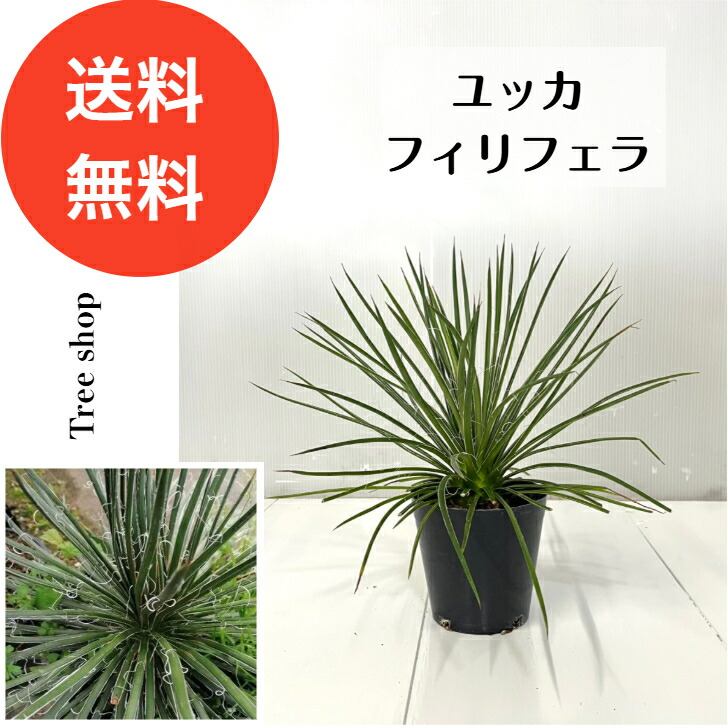 楽天市場】ユッカ シジゲラ4号 直径約12cm ポット苗 ドライガーデン