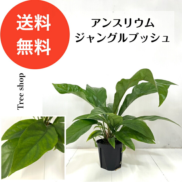 楽天市場】【現品・現物】【送料無料】アンスリウム・ジャングル