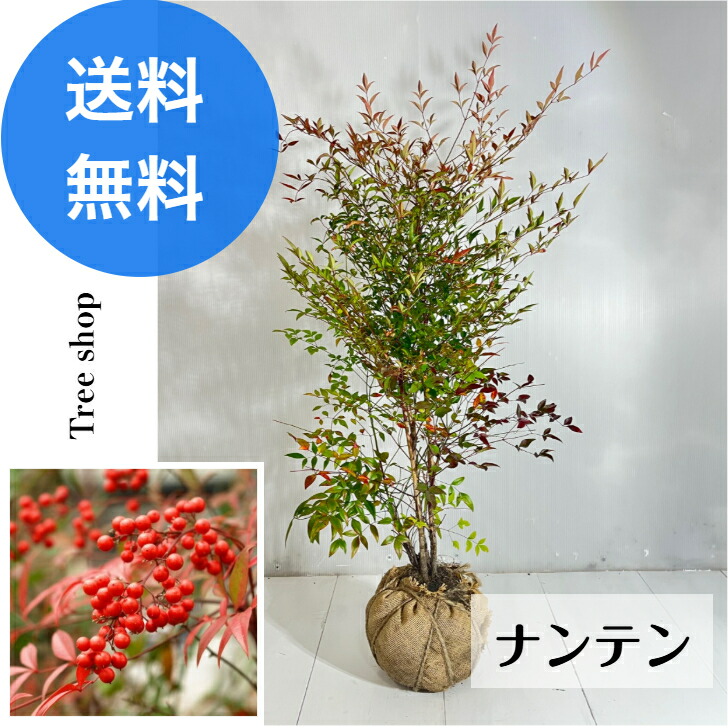 楽天市場】◇送料無料◇ 南天 苗 【赤実 ナンテン】 根巻き苗 （ニーム