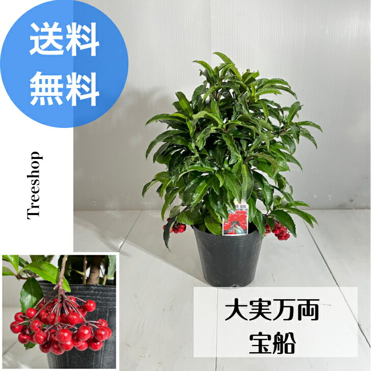 楽天市場】現品苗木□常緑小低木 観葉：万両(マンリョウ)□一両・十両