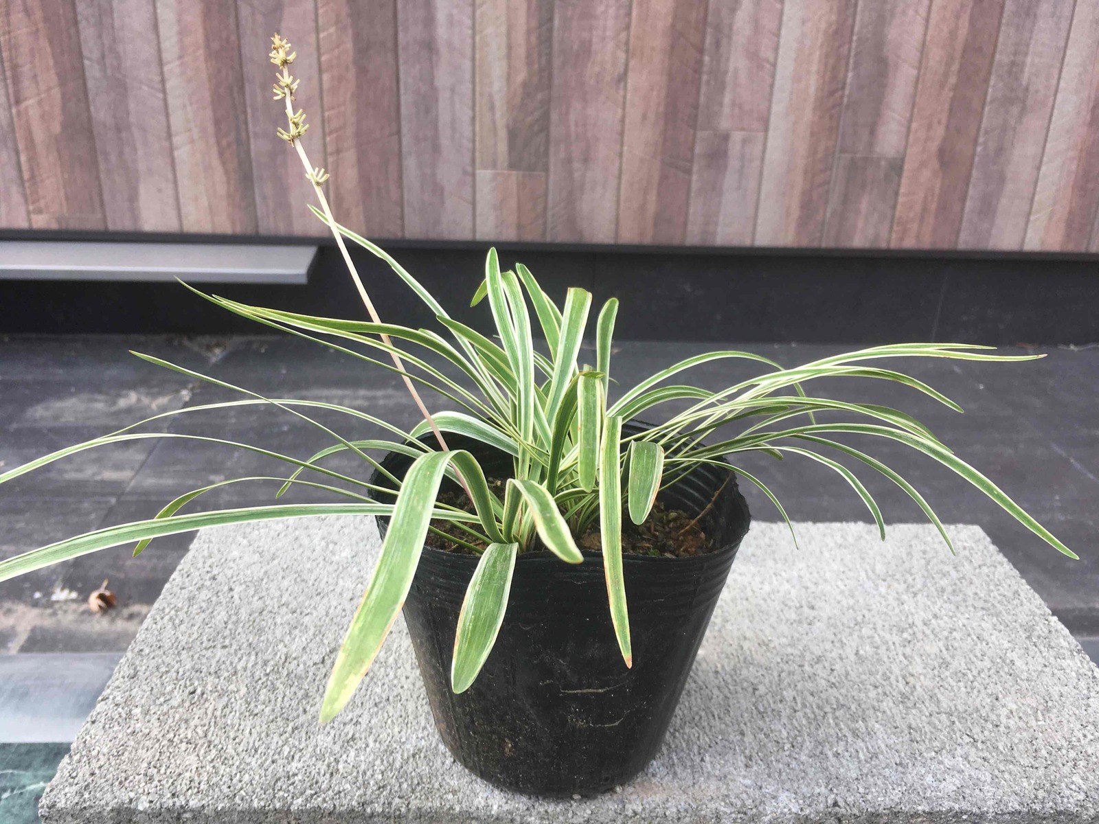 楽天市場 斑入りヤブラン フイリヤブラン 10 5ｃｍポット苗 グランドカバー 常緑性 日陰 草花 下草 寄せ植え Tree Shop