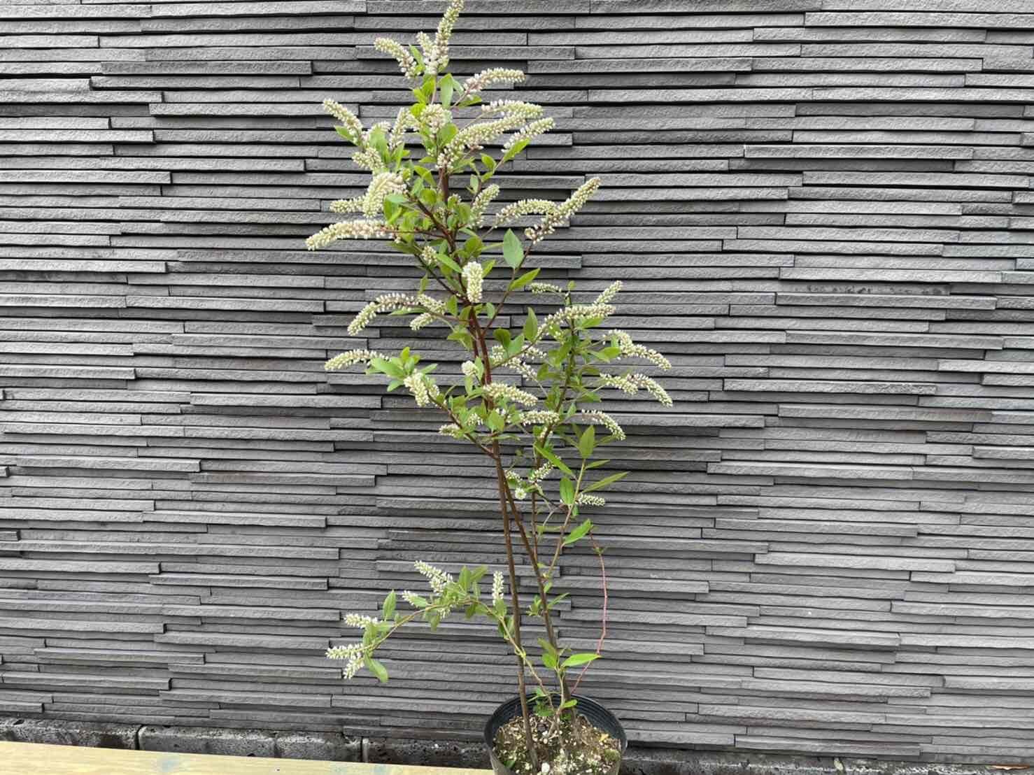 コバノズイナ 茶花 15ｃｍポット苗 お花は終わっています 低木 山野草 庭木 植木 苗木 落葉樹 高さ0 7ｍ 限定タイムセール 15ｃｍポット苗