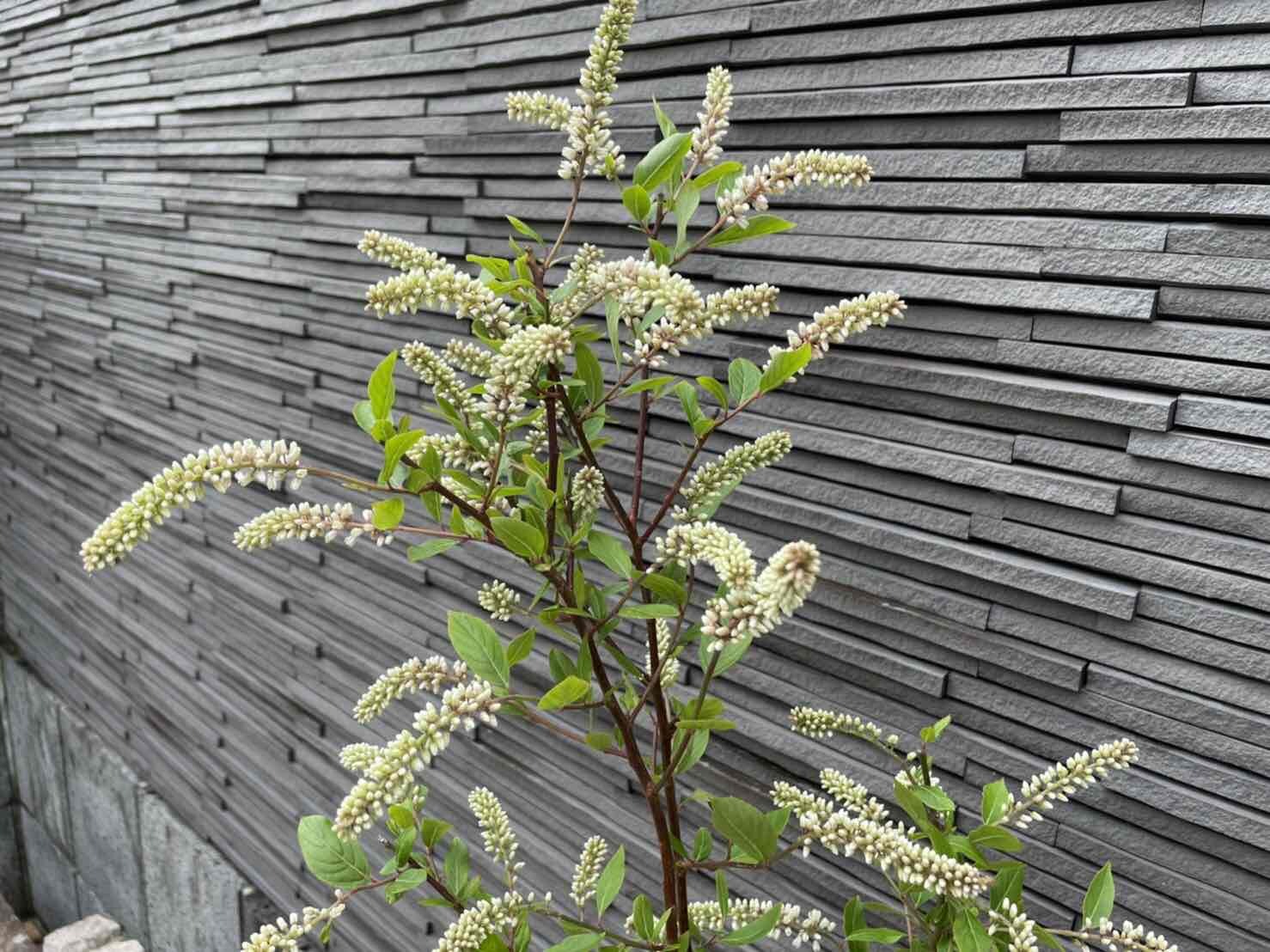 コバノズイナ 茶花 15ｃｍポット苗 お花は終わっています 低木 山野草 庭木 植木 苗木 落葉樹 高さ0 7ｍ 限定タイムセール 15ｃｍポット苗