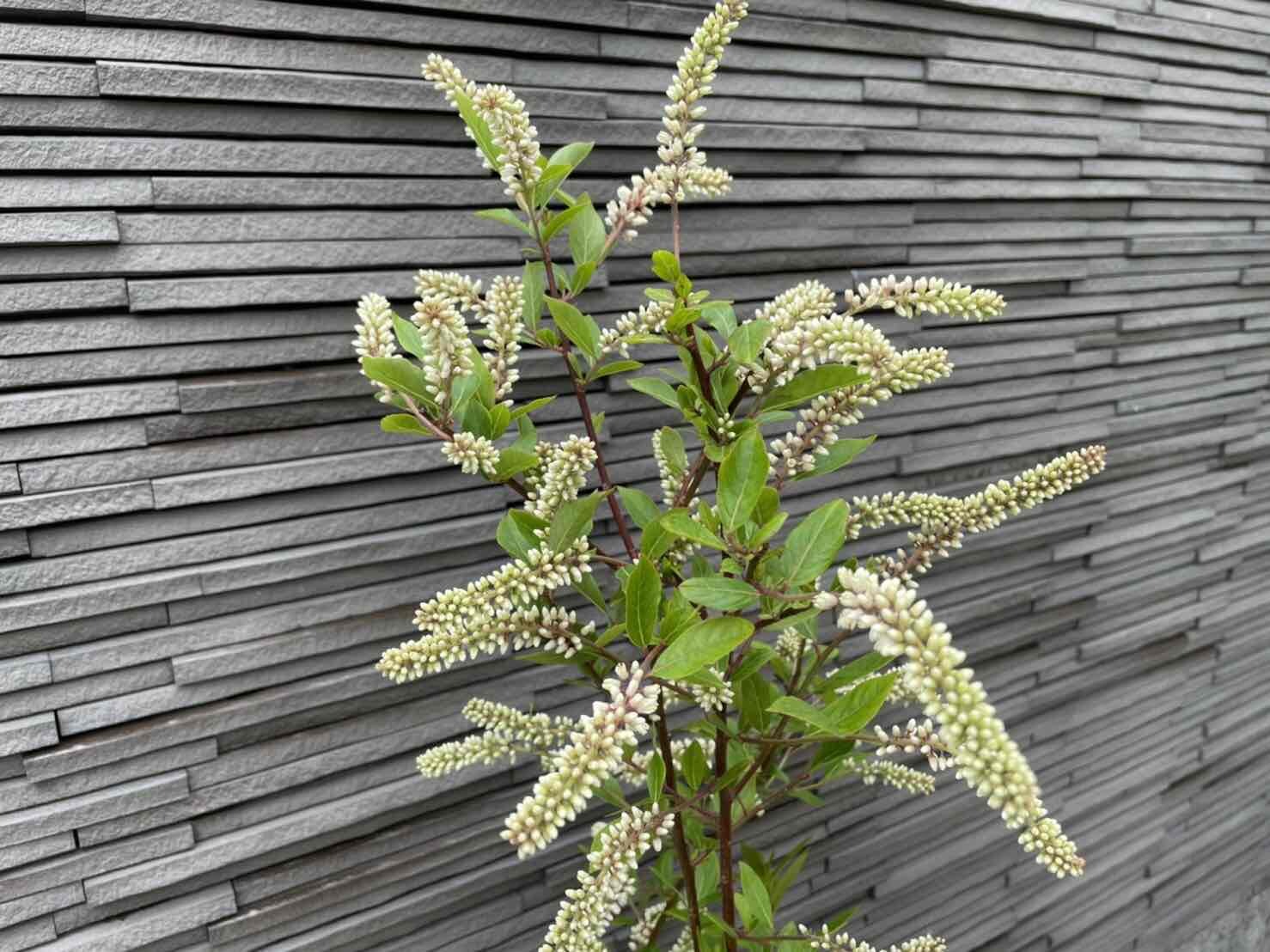 コバノズイナ 茶花 15ｃｍポット苗 お花は終わっています 低木 山野草 庭木 植木 苗木 落葉樹 高さ0 7ｍ 限定タイムセール 15ｃｍポット苗