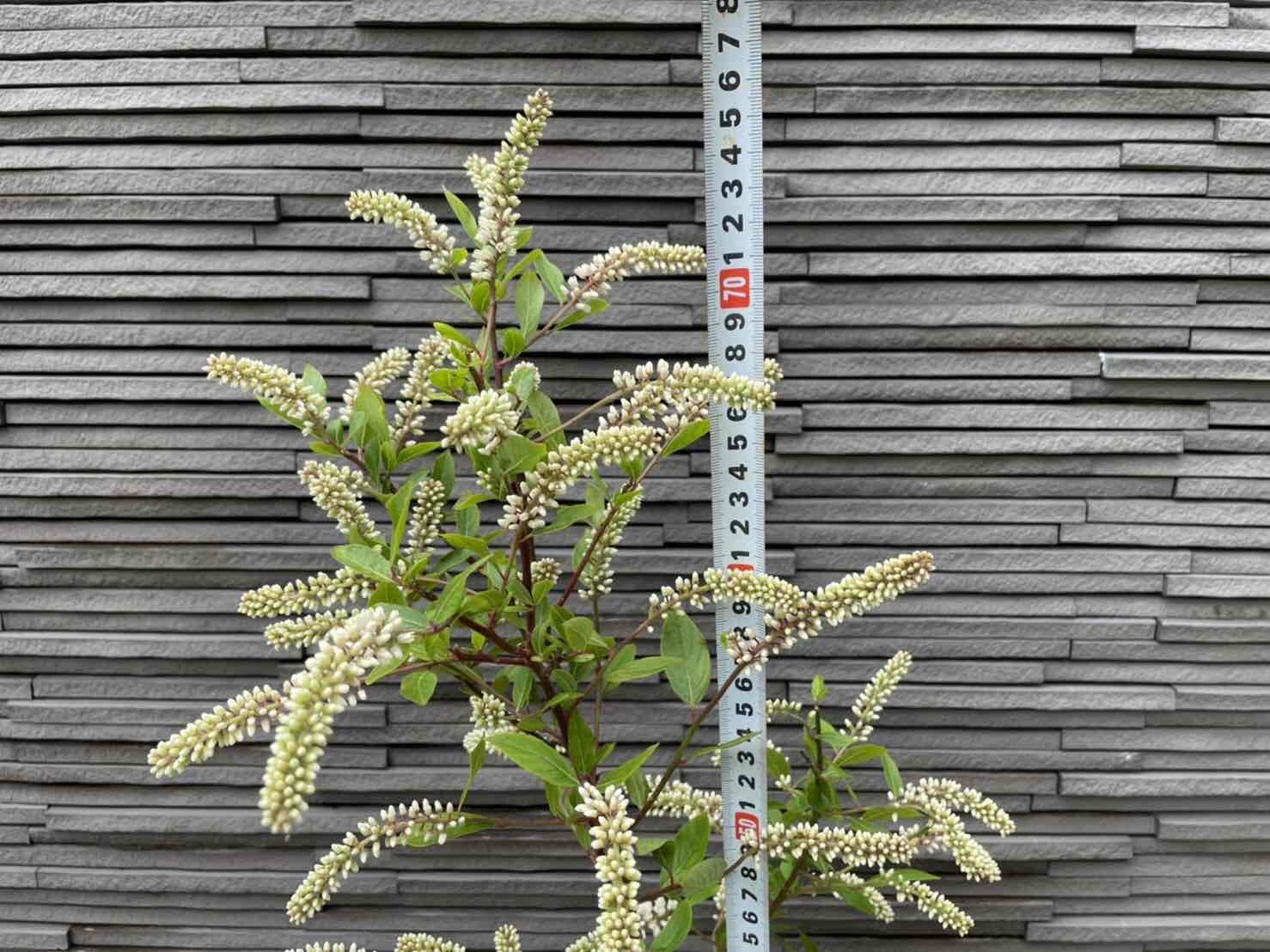 コバノズイナ 茶花 15ｃｍポット苗 お花は終わっています 低木 山野草 庭木 植木 苗木 落葉樹 高さ0 7ｍ 限定タイムセール 15ｃｍポット苗