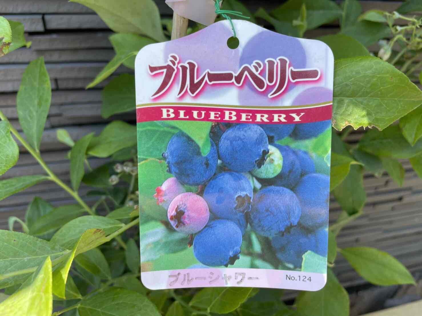 ブルーベリー2本セット ブルーシャワー 苗 庭木 ウッタ ド 18ｃｍポット苗 植木