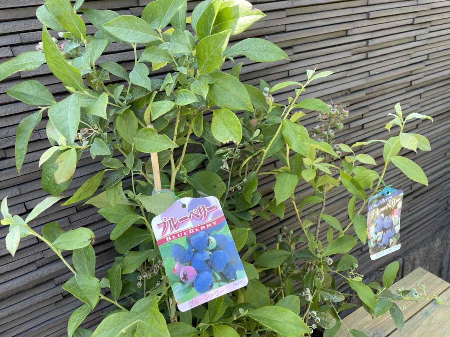 ブルーベリー2本セット ブルーシャワー 苗 庭木 ウッタ ド 18ｃｍポット苗 植木