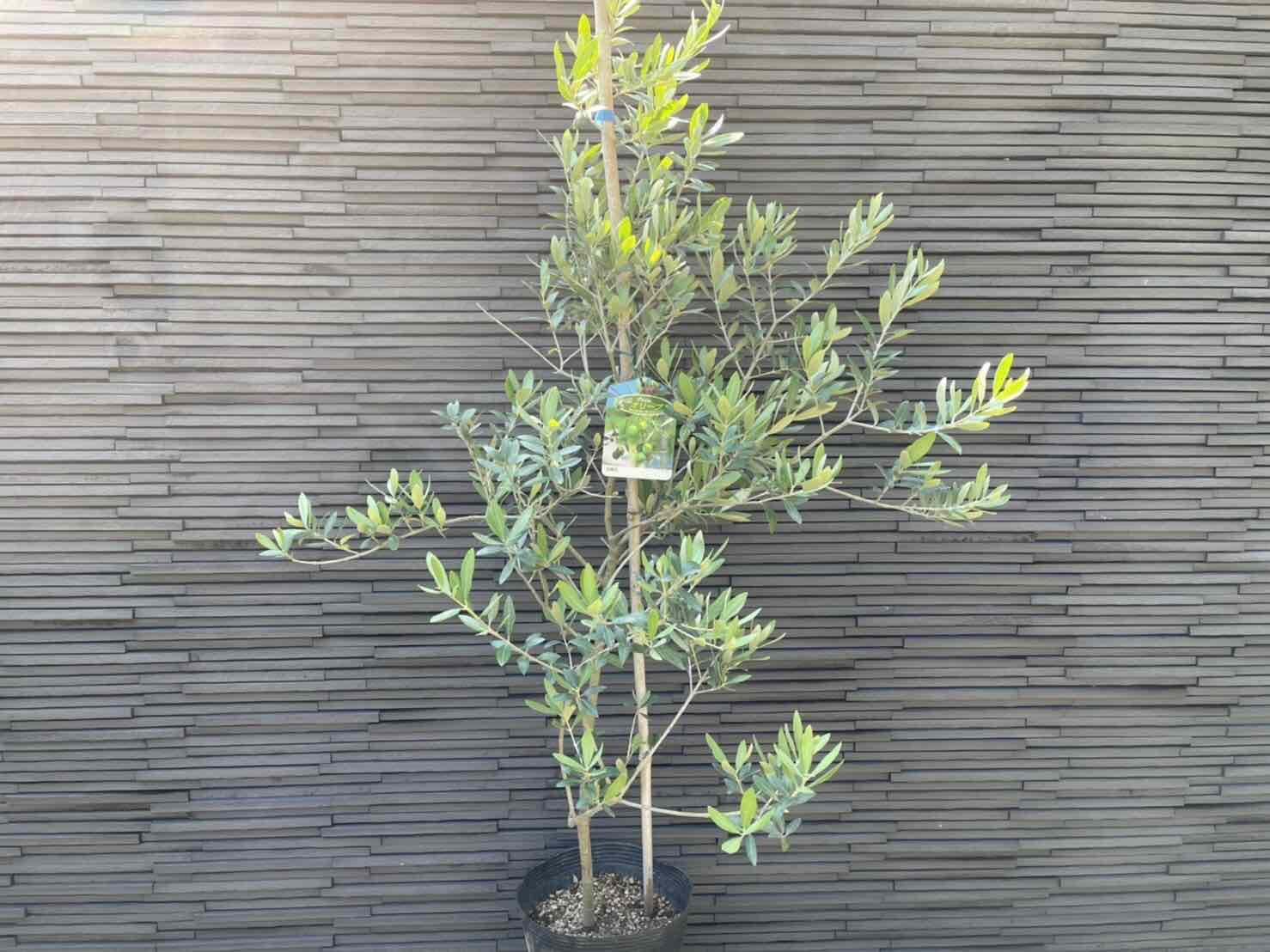 正規通販 オリーブ 苗木 オリーブの木 21ｃｍポット苗 高さ1 0ｍ 幅0 55ｍ シンボルツリー 観葉植物 実のなる木 常緑樹 おしゃれ木 愛用 Css Edu Om