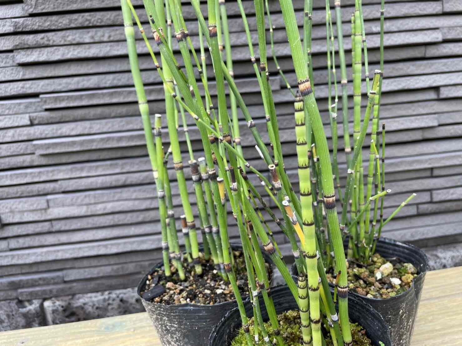 トクサ 木賊 山野草 ３本セット 水辺