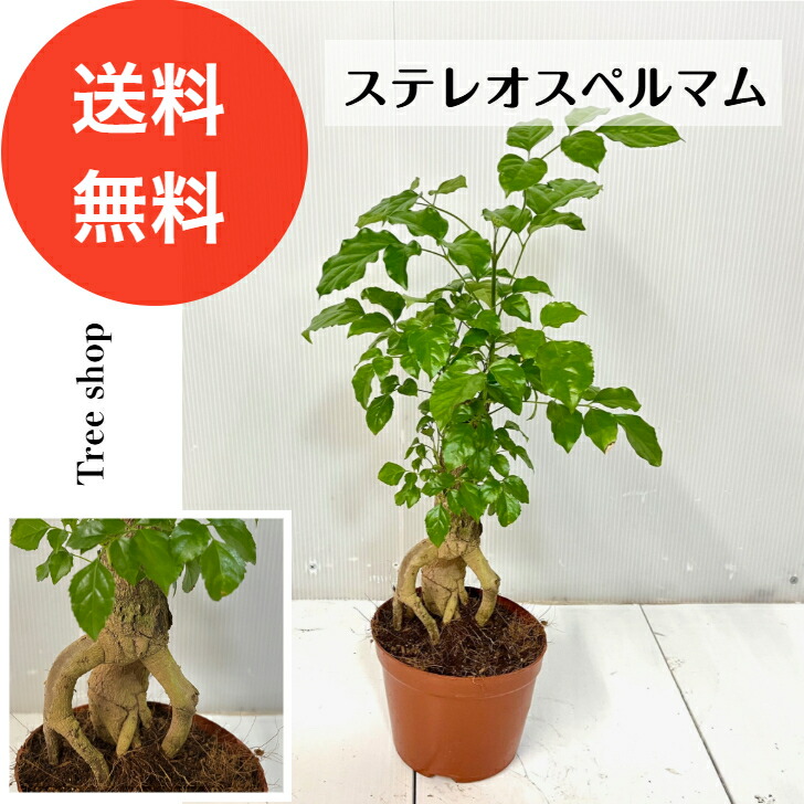 楽天市場】観葉植物【フカノキ属】ステレオスペルマ ムダニエレカプリ 