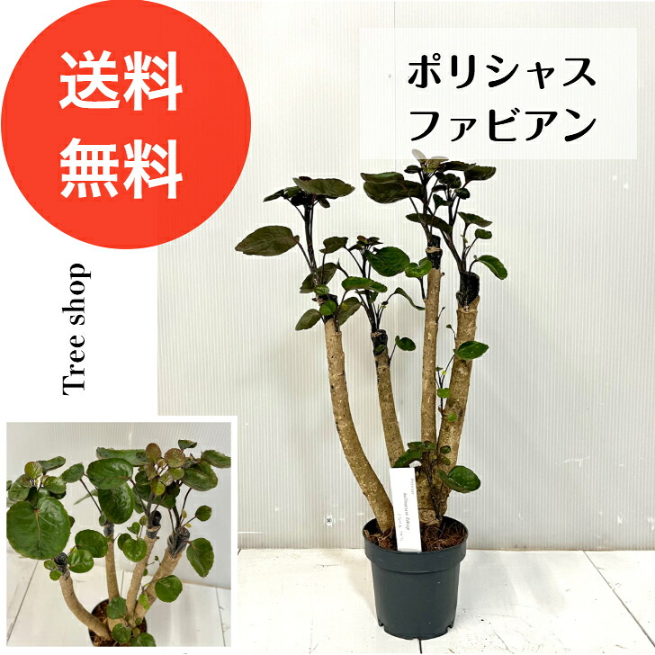 【観葉植物】ポリシャス ファビアン 【送料無料】ポリスキアス 12cmプラ鉢 高さ0.5ｍ 幅0.2ｍ 5号鉢 常緑樹 低木 熱帯植物 インテリア おしゃれ