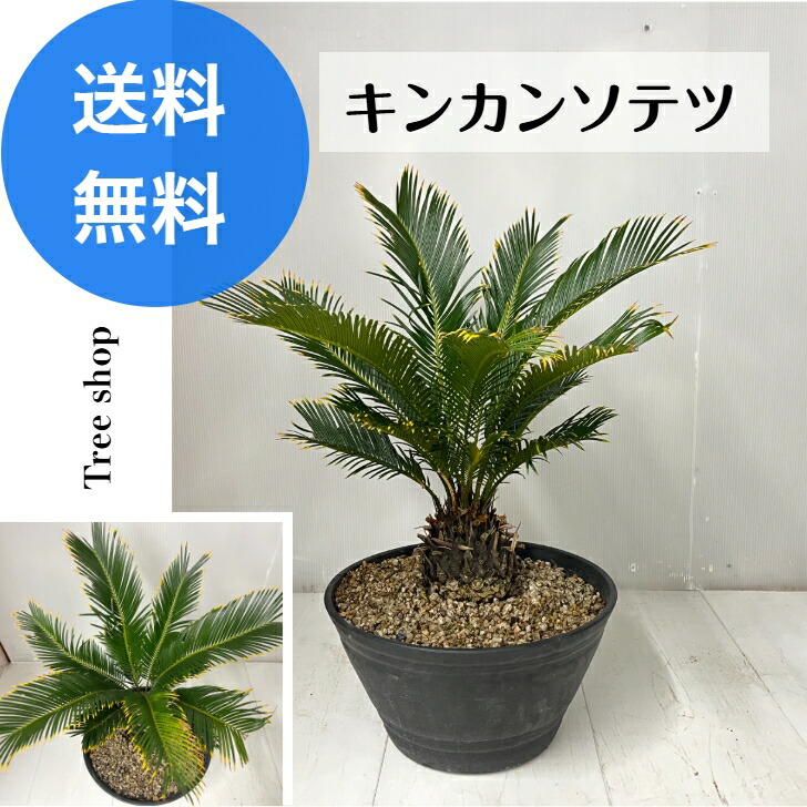 【現品】キンカンソテツ 【送料無料】金冠蘇鉄 ソテツ 高さ0.5m(鉢底から0.65m) 幅0.55m 30cm黒プラ鉢 ドライガーデン インテリア 観葉植物 耐寒性 熱帯植物 常緑樹 盆栽|Tree shop