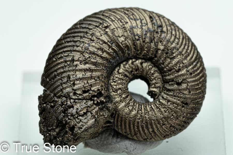 楽天市場】No.k200 黄鉄鉱化したアンモナイト化石 黄鉄鉱 パイライト