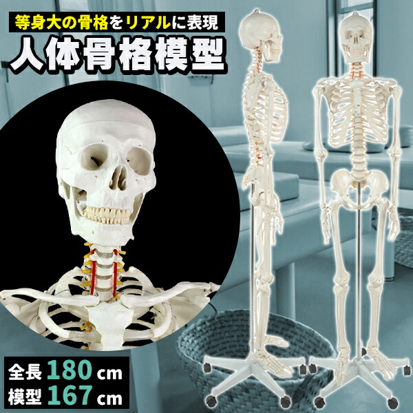 人身ひな形 骨組みひな形 骨 等身大 見せびらかす照明ランプ付き添い人 骨組みひな形 骨組みひな形 体制骨組みひな形