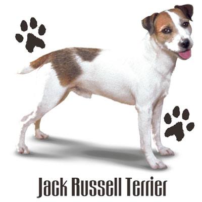 ジャックラッセルテリア (P-66) tシャツ 犬種別 カットソー かわいい 