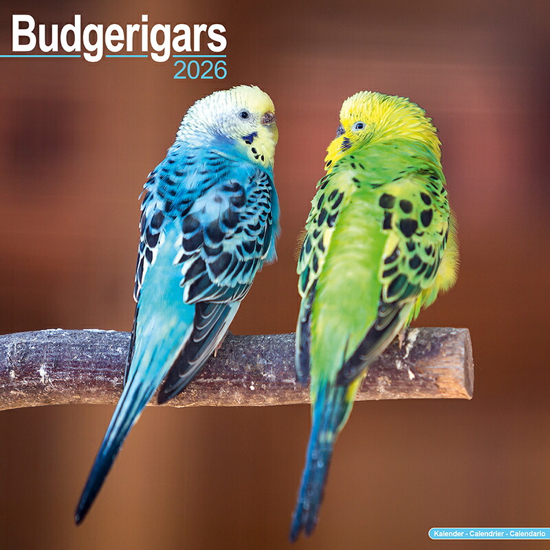 楽天市場】Budgie(Green) セキセイインコ グリーン PUEBCO