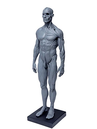 楽天市場】【Abz Company】人体 筋肉 模型 30cm 人体模型 医学