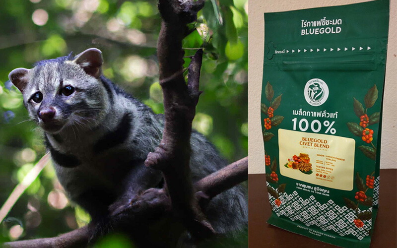 コーヒー 500g （豆）ジャコウネコ 生豆 コピ・ルアック ジャコウネコの体内で発酵 オーガニック