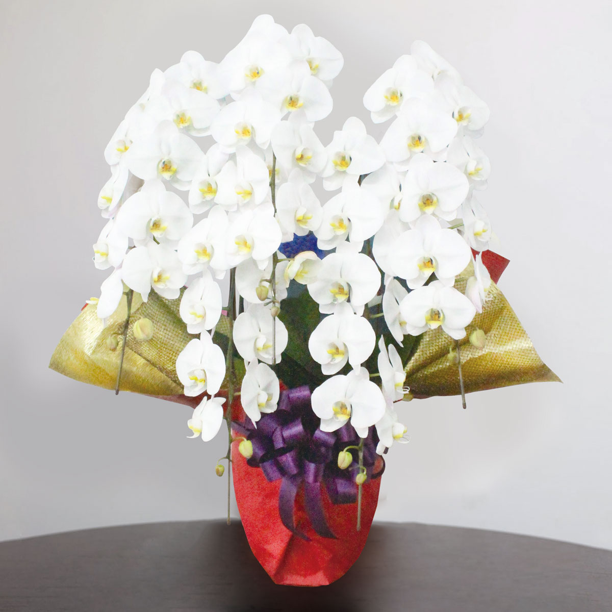 創業1945年名古屋の花屋 坪井花苑 名古屋市内届限定 大輪胡蝶蘭 ５本立 白 ギフト 開業祝 開店祝 鉢花 蘭 贈答 プレゼント 周年祝 記念品 結婚祝 法人 企業 百貨店品質 デパート ホテル 高級感 ラッピング 坪井花苑shop 花 観葉植物 定番の白の胡蝶蘭 花言葉は