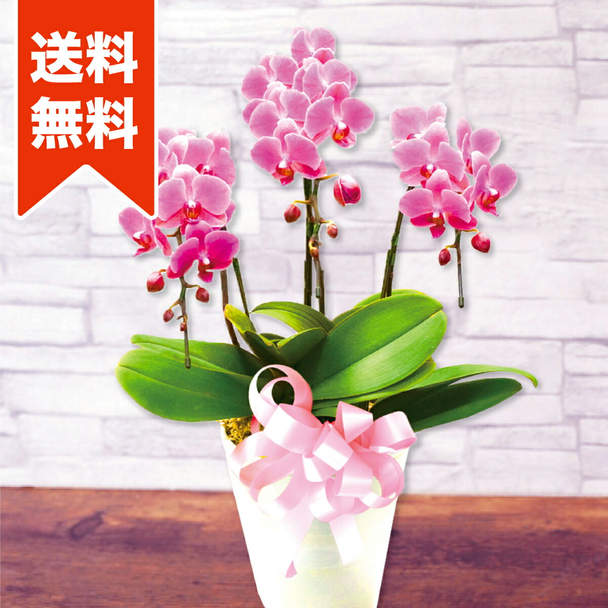 お歳暮 母の日 ファレノプシス3本立 ピンク 母の日 アマビリス 胡蝶蘭 洋蘭 鉢植え 蘭鉢 陶器 花 プレゼント ギフト 母の日カード付 幸福 坪井花苑 5 6注文締め切り 5 6 5 9お届け 限定価格セール Rupindergrewallaw Com