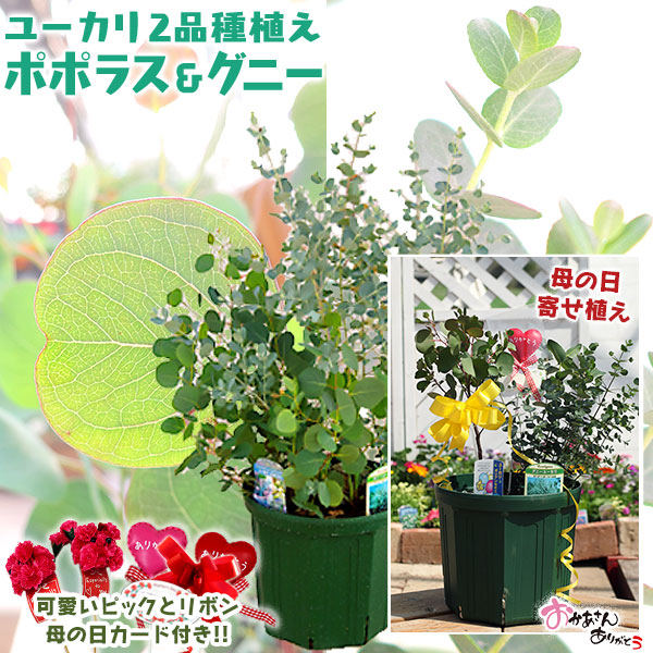 楽天市場 母の日寄せ植え ユーカリ 2品種植え ポポラス グニー 8号スリット鉢 送料無料 早期予約特典 ポイント10倍 4 30まで 花と緑の専門店 土っ子倶楽部