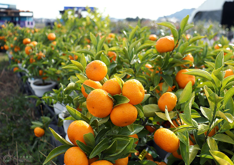 実付き 》 小みかん （ 紀州みかん ） 接ぎ木苗 6号鉢植え 蜜柑 小さい
