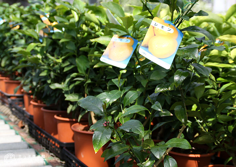 市場 レモン グランドレモン 6号鉢植え 接ぎ木苗 2年生