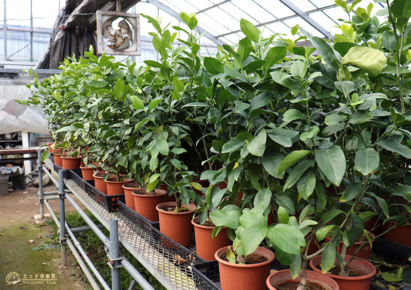 市場 レモン グランドレモン 6号鉢植え 接ぎ木苗 2年生