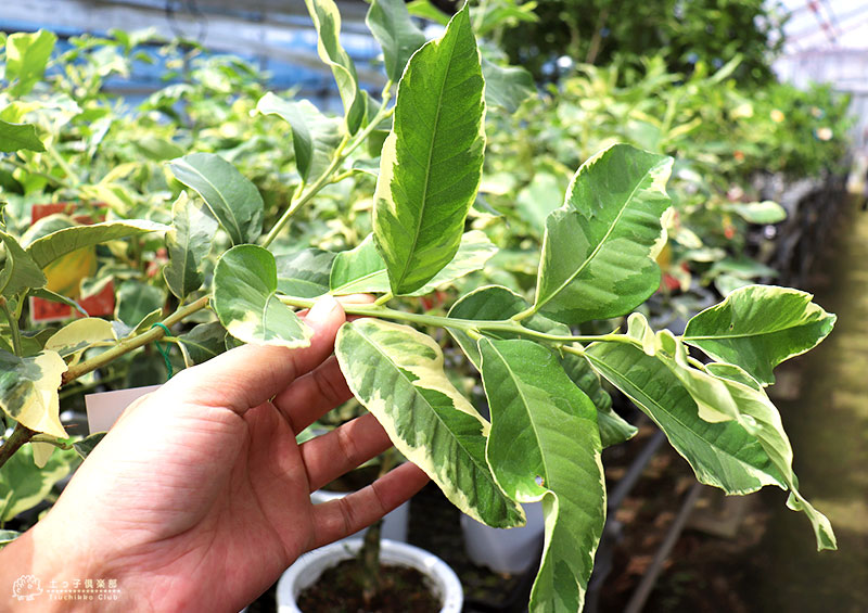 21年最新版 シンボルツリー レモン の人気おすすめランキング15選 種類 品種も解説 セレクト Gooランキング