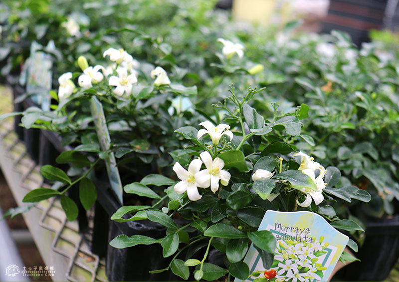 超矮性月あかり橘 シルクジャスミン ナナ ゲッキツ 9cmポット苗 Foxunivers Com