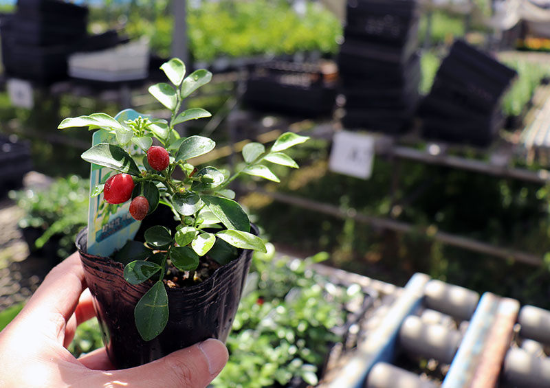 超矮性月あかり橘 シルクジャスミン ナナ ゲッキツ 9cmポット苗 Foxunivers Com