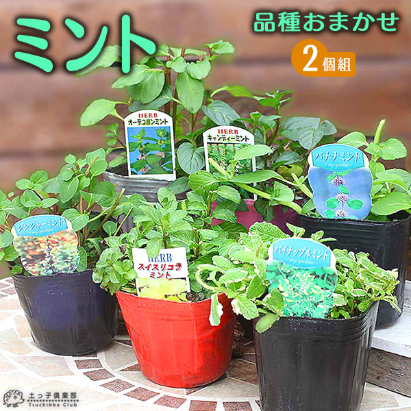 楽天市場 ミント 9cmポット苗 お任せ2品種セット 花と緑の専門店 土っ子倶楽部