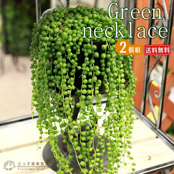 楽天市場】多肉植物 se斑入りグリーンネックレス 多肉植物 9cm
