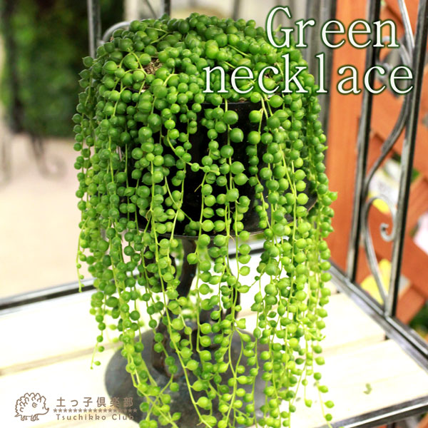プチプチのグリーンネックレス24ポット g-050_1-1.jpg