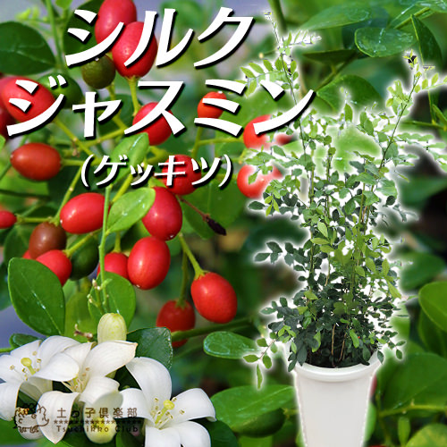 絹地ジャスミン ゲッキツ 7ナンバー鉢植え 無料 束 Foxunivers Com